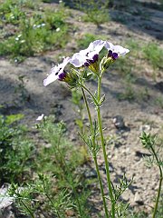 gilia tricolor